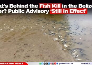 What’s Behind the Fish Kill in the Belize River? Public Advisory ‘Still in Effect’