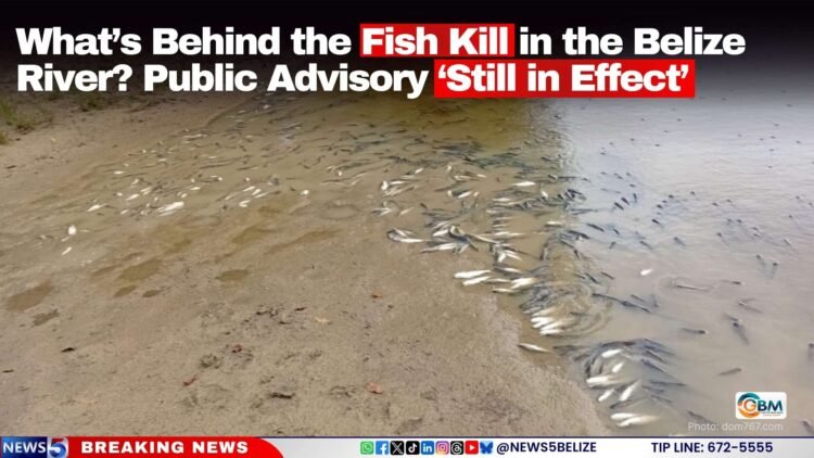 What’s Behind the Fish Kill in the Belize River? Public Advisory ‘Still in Effect’