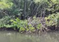 Ngiwal Highlights Mangroves’ Vital Role Ahead of World Mangrove Day