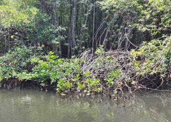 Ngiwal Highlights Mangroves’ Vital Role Ahead of World Mangrove Day