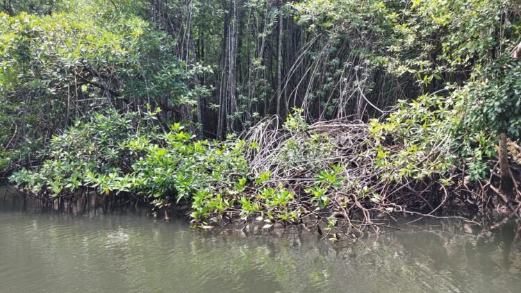 Ngiwal Highlights Mangroves’ Vital Role Ahead of World Mangrove Day