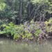 Ngiwal Highlights Mangroves’ Vital Role Ahead of World Mangrove Day