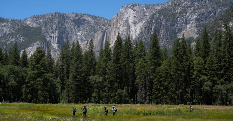 Trump Administration Looks to Give a Swath of Yosemite Park to Developer