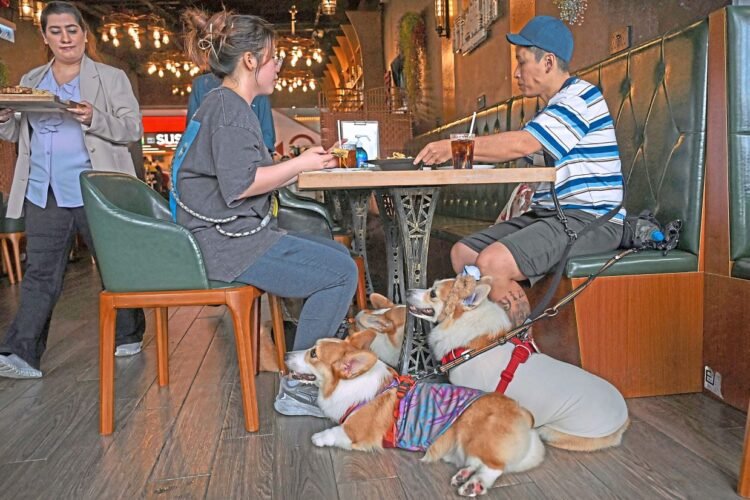 Bone appetit! Hong Kong welcomes dogs into restaurants, to pet owners’ delight