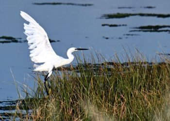 ‘We don’t have time’: Montenegro’s bird haven is fading