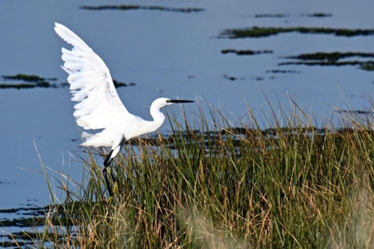 ‘We don’t have time’: Montenegro’s bird haven is fading