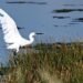 ‘We don’t have time’: Montenegro’s bird haven is fading