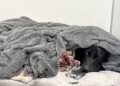 Grateful dog owner describes mountain rescue after canine apparently ingests cannabis