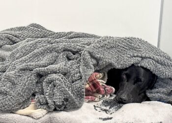 Grateful dog owner describes mountain rescue after canine apparently ingests cannabis