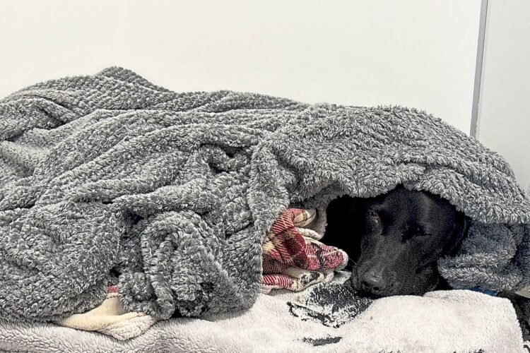 Grateful dog owner describes mountain rescue after canine apparently ingests cannabis