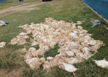 Battery recycling site fire raises public health concerns after 2,000 chickens die