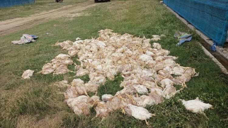 Battery recycling site fire raises public health concerns after 2,000 chickens die