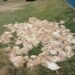 Battery recycling site fire raises public health concerns after 2,000 chickens die