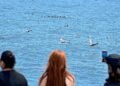 Whales at risk, hungry pelicans: Marine heat wave hits California