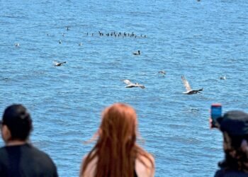Whales at risk, hungry pelicans: Marine heat wave hits California