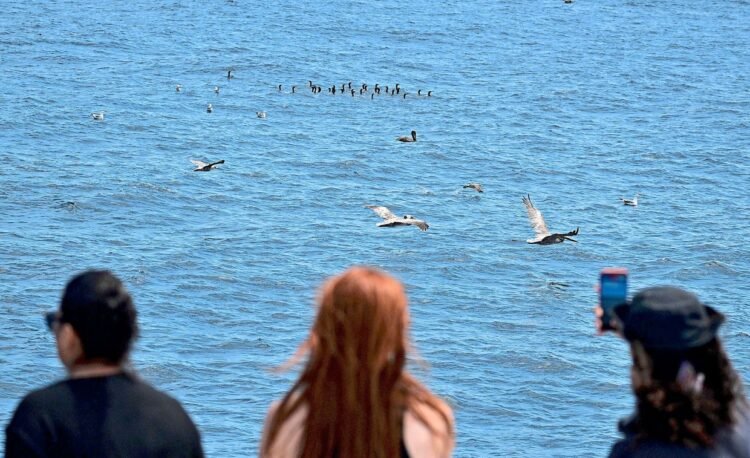 Whales at risk, hungry pelicans: Marine heat wave hits California