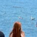 Whales at risk, hungry pelicans: Marine heat wave hits California