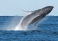 Whale ‘supergroups’ show that numbers are rebounding, but Iran war holds dangers