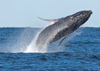 Whale ‘supergroups’ show that numbers are rebounding, but Iran war holds dangers