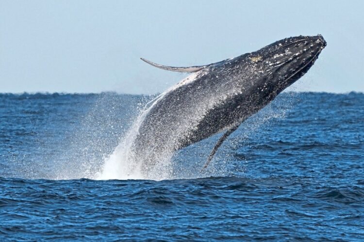 Whale ‘supergroups’ show that numbers are rebounding, but Iran war holds dangers