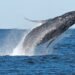 Whale ‘supergroups’ show that numbers are rebounding, but Iran war holds dangers