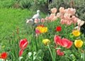 Katz Tales: Tic Tac the cat gets a big surprise while hunting blackbirds