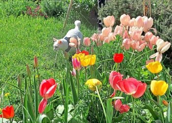 Katz Tales: Tic Tac the cat gets a big surprise while hunting blackbirds