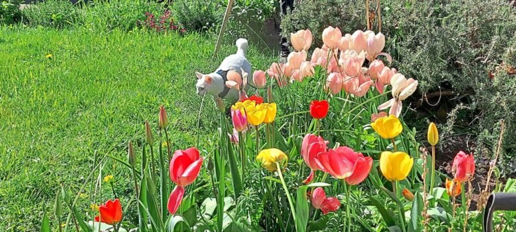 Katz Tales: Tic Tac the cat gets a big surprise while hunting blackbirds