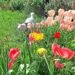 Katz Tales: Tic Tac the cat gets a big surprise while hunting blackbirds