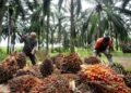 Malaysia’s July palm oil stocks hit 5-month high on rising output