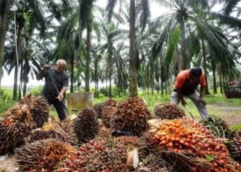 Malaysia’s July palm oil stocks hit 5-month high on rising output