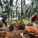 Malaysia’s July palm oil stocks hit 5-month high on rising output