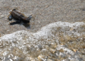 Keep on swimming: 42 critically-endangered hawksbill turtles released off Singapore’s Sisters’ Islands