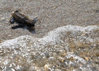 Keep on swimming: 42 critically-endangered hawksbill turtles released off Singapore’s Sisters’ Islands