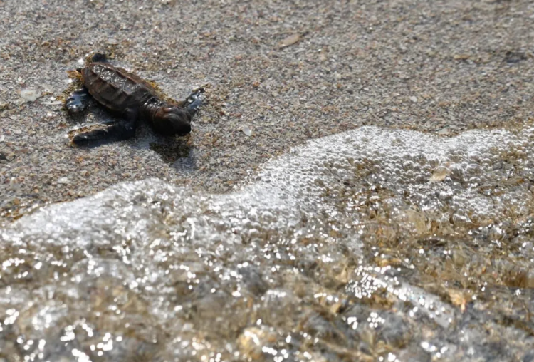 Keep on swimming: 42 critically-endangered hawksbill turtles released off Singapore’s Sisters’ Islands
