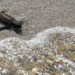 Keep on swimming: 42 critically-endangered hawksbill turtles released off Singapore’s Sisters’ Islands