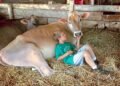 Why farm children have less asthma