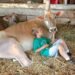 Why farm children have less asthma