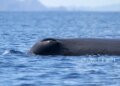 Palau students celebrate Whale Day with hands-on learning at Ngeremlengui