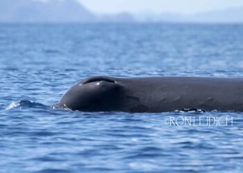Palau students celebrate Whale Day with hands-on learning at Ngeremlengui