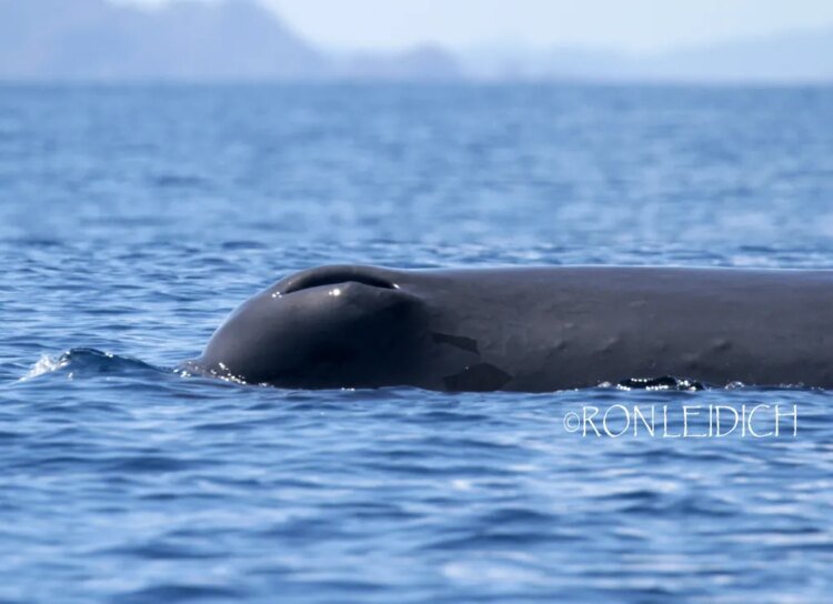 Palau students celebrate Whale Day with hands-on learning at Ngeremlengui