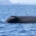 Palau students celebrate Whale Day with hands-on learning at Ngeremlengui