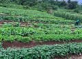 Government to turn schools, hospitals into major markets for local farmers