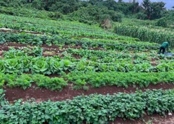 Government to turn schools, hospitals into major markets for local farmers