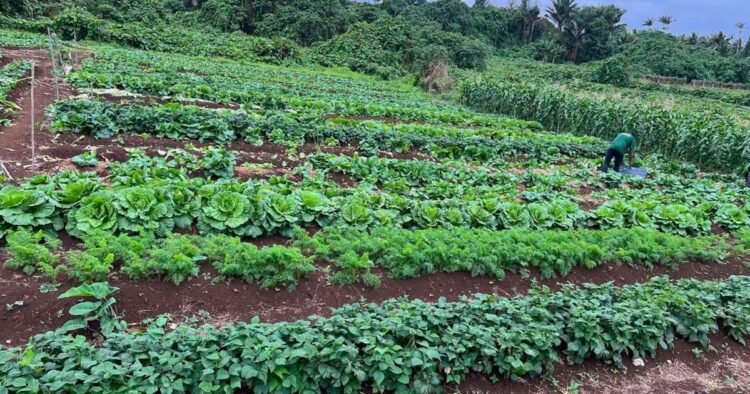 Government to turn schools, hospitals into major markets for local farmers
