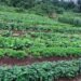 Government to turn schools, hospitals into major markets for local farmers