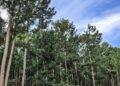 Gov't eyes PPP with Aneityum Pine Holdings