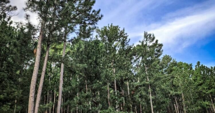 Gov't eyes PPP with Aneityum Pine Holdings