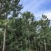 Gov't eyes PPP with Aneityum Pine Holdings