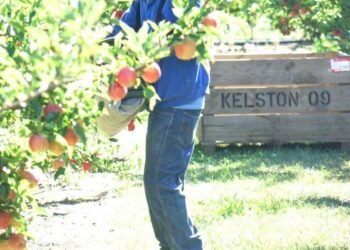 Vanuatu considers raising minimum seasonal work age to 25 | News